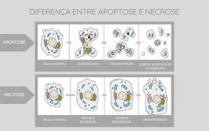 Imagem ilustrativa do processo de apoptose celular
